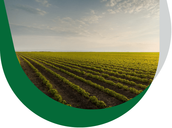 Soybean crop with blue skies in the background