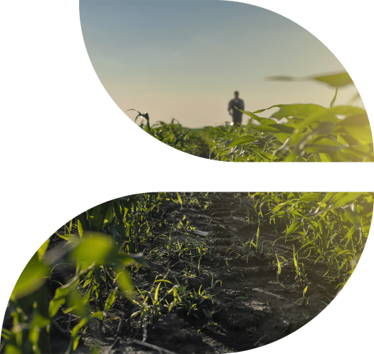 CRF Agritech farmer walking in corn field with blue sky in the background