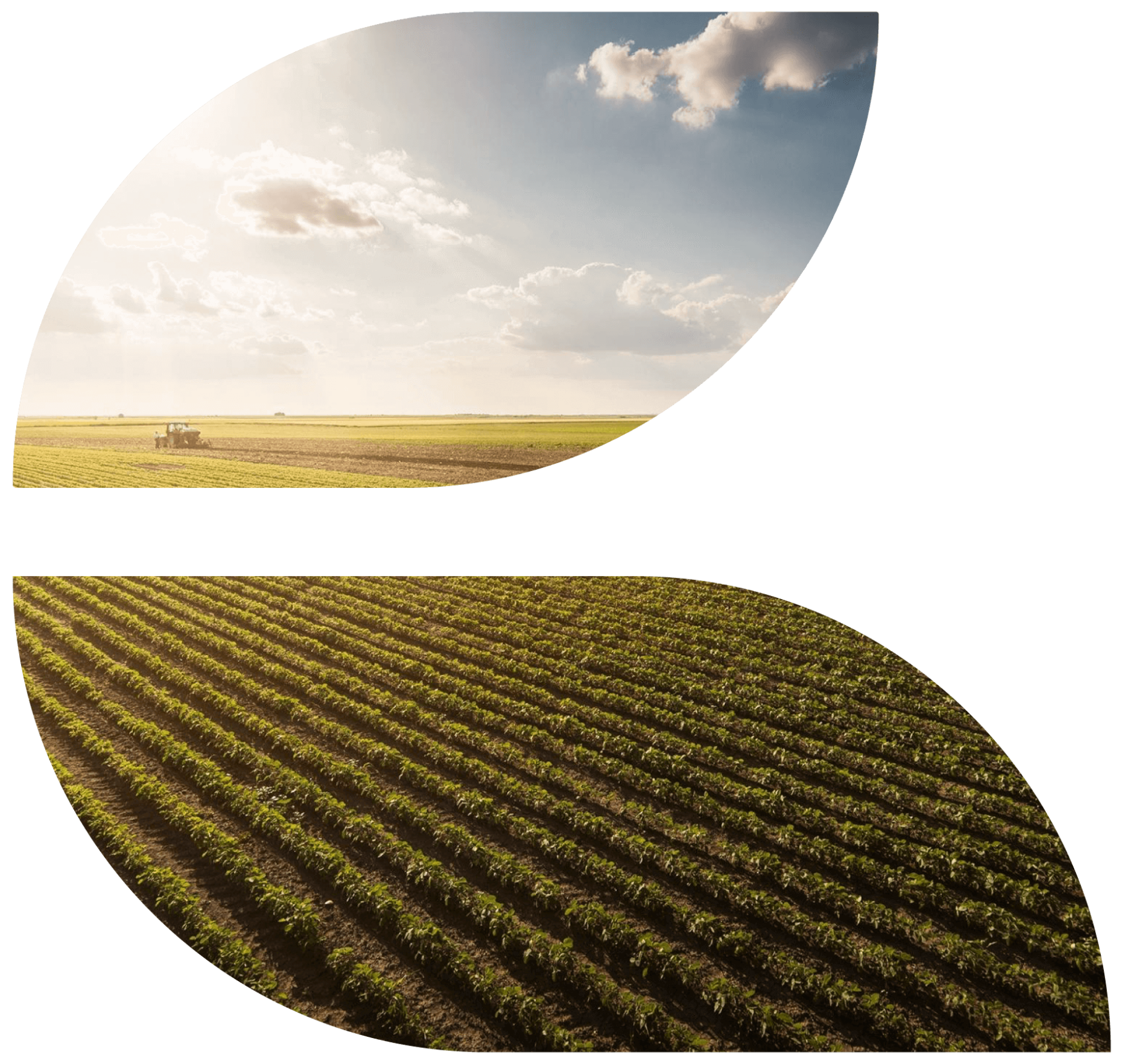 CRF Agritech pasture and blue skies