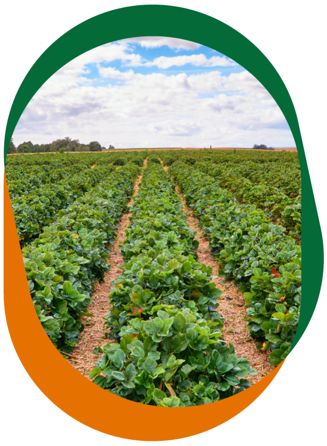 CRF Agritech berry crop with clouds and blue skies in the background