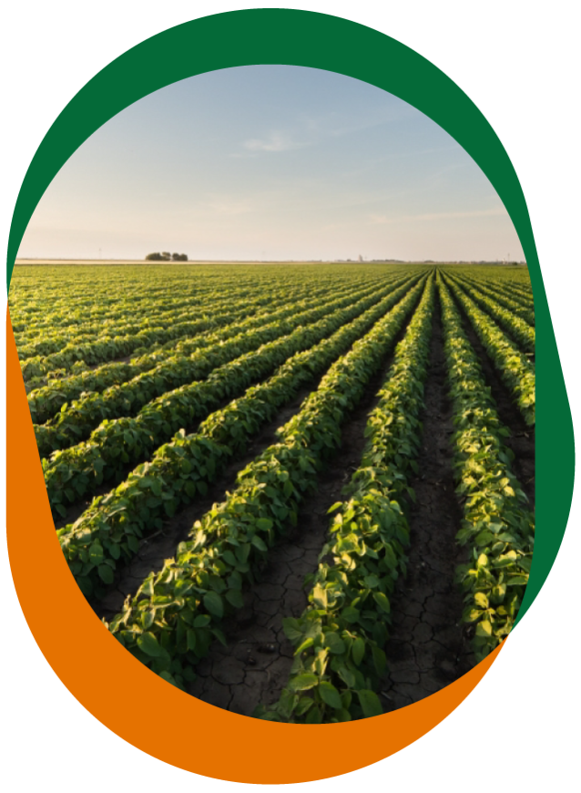 CRF Agritech soybean crop with blue skies in the background