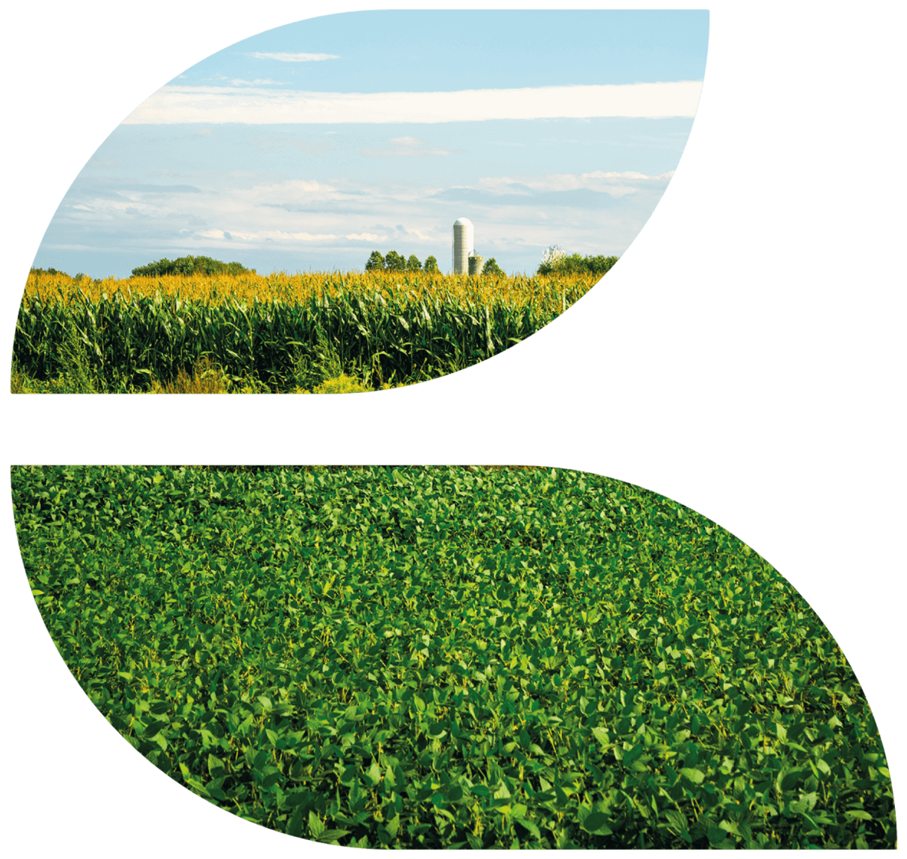 CRF Agritech cornfield and blue skies with silo