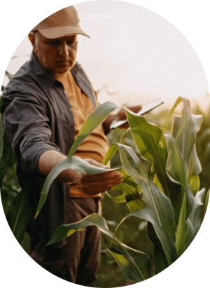 CRF Agritech agronomists working in wheat field with tablet, blue skies in the background