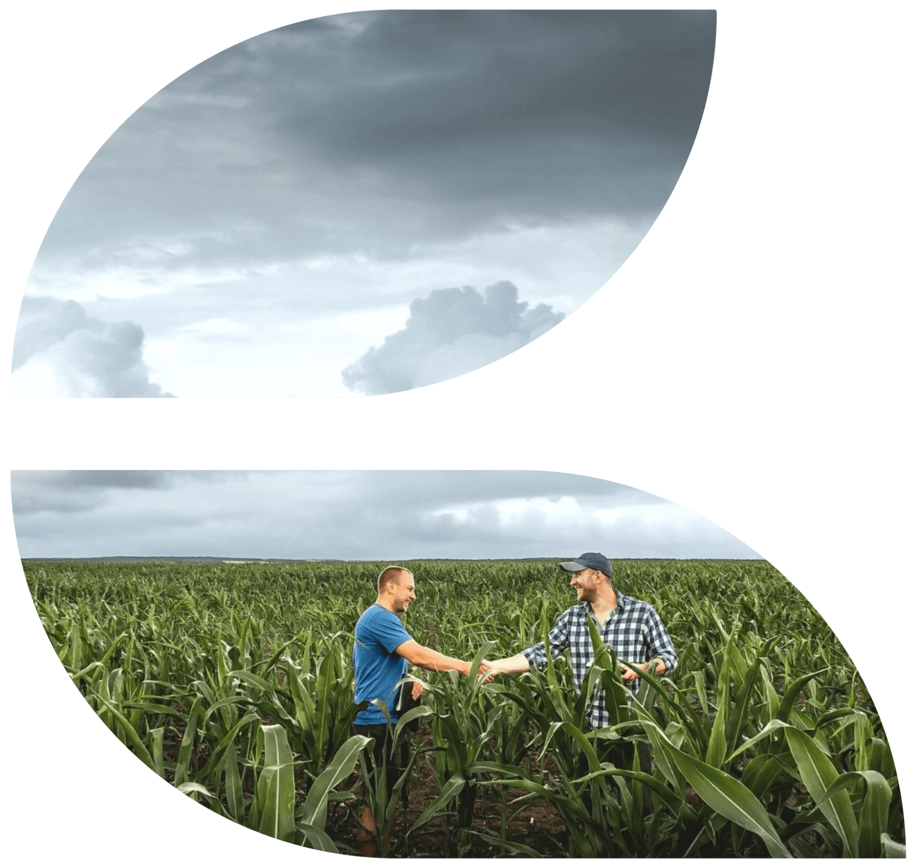 CRF Agritech agriculture employees shaking hands in cornfield